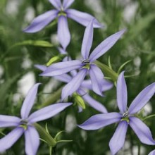 Лаурентия Старшайн Блю [100 драже] - ООО «Семена Тут»