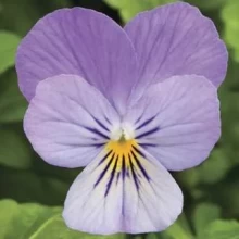 Виола рогатая Эндурио F1 Лавендер [250 шт] - ООО «Семена Тут»