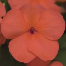 Бальзамин Экстрим F1 Салмон [1000 шт] - ООО «Семена Тут»