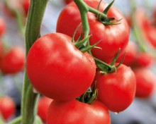 img-1: Томат Фрида F1 - ООО «Семена Тут»