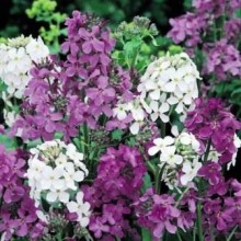 Вечерница Матроны - ООО «Семена Тут»