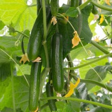 Огурец Йилдо F1 - ООО «Семена Тут»