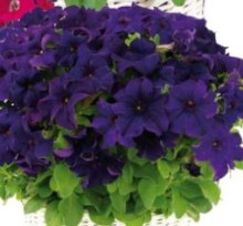 Петуния грандифлора Капри Блю [100 драже] - ООО «Семена Тут»