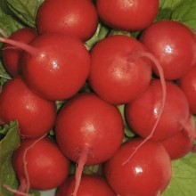 Редис Вираж F1 - ООО «Семена Тут»