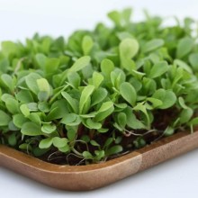 Цикорий листовой красный Калиостро МЗ - ООО «Семена Тут»