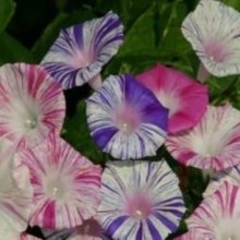 Ипомея Карнавал в Венеции - ООО «Семена Тут»