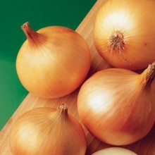 Лук репчатый Халцедон - ООО «Семена Тут»