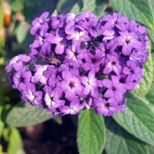 Гелиотроп перуанский Марина - ООО «Семена Тут»