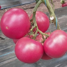 Томат Геннадич F1 - ООО «Семена Тут»