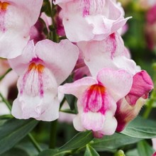 Львиный зев Снэппи Орхид [1000 шт] - ООО «Семена Тут»