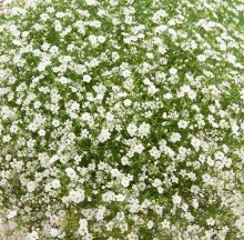 img-1: Гипсофила муралис Джипси Компакт Вайт [1000 шт] - ООО «Семена Тут»
