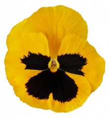 Виола крупноцветковая Премьер Голд виз блоч [1000 шт] - ООО «Семена Тут»