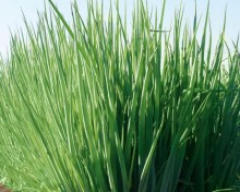 img-2: Лук на зелень Гульден - ООО «Семена Тут»