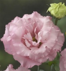 img-1: Эустома Корелли 1 Пинк [1000 драже] - ООО «Семена Тут»