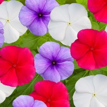 Катарантус Блокбастер Патриот Микс [100 шт] - ООО «Семена Тут»