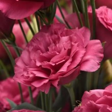 Эустома Кан Кан Кармин Роуз  [1000 драже] - ООО «Семена Тут»