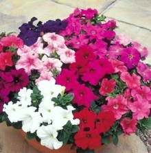 Петуния грандифлора Игл микс [100 драже] - ООО «Семена Тут»