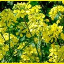 Горчица белая Семеновская - ООО «Семена Тут»