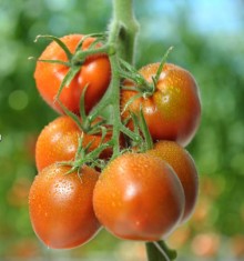 Томат Иман F1 - ООО «Семена Тут»