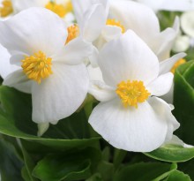 Бегония вечноцветущая Топспин Вайт [1000 драже] - ООО «Семена Тут»