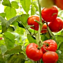 Томат Изящный F1 (инкруст. семена) - ООО «Семена Тут»