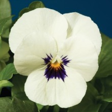 Виола рогатая Пенни F1 Вайт Блотч [1000 шт] - ООО «Семена Тут»