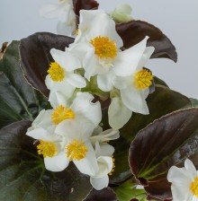 img-2: Бегония гибридная Боулер Вайт [1000 драже] - ООО «Семена Тут»