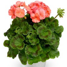 img-1: Пеларгония зональная Пинто Премиум Дип Салмон [1000 шт] (инкруст. семена) - ООО «Семена Тут»