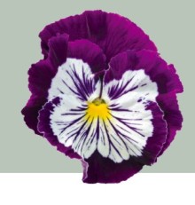img-1: Виола крупноцветковая Кетс Плюс Парпл энд Вайт [1000 шт] - ООО «Семена Тут»