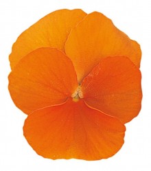 Виола рогатая Грандиссимо Клиа Оранж [100 шт] - ООО «Семена Тут»