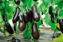 img-2: Баклажан Кочегар F1 - ООО «Семена Тут»
