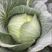 Капуста белокочанная Конгама F1 - ООО «Семена Тут»