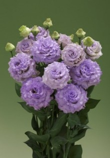 img-1: Эустома Корелли СУ 1 Лайт Лавендер [100 драже] - ООО «Семена Тут»