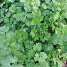 Кориандр Бородинский - ООО «Семена Тут»