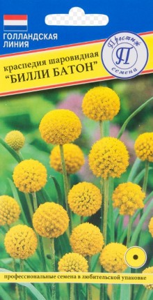 img-1: Краспедия шаровидная Билли Батон [5*10 шт] - ООО «Семена Тут»