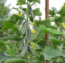 img-1: Огурец Криспина F1 - ООО «Семена Тут»