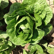 Салат Квинтус - ООО «Семена Тут»