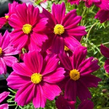 img-1: Космея Апполо Кармин [500 шт] - ООО «Семена Тут»