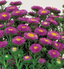 Астра Мацумото Лайт Блю [2500 шт] - ООО «Семена Тут»