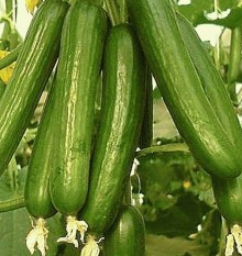 Огурец Лахиб F1 - ООО «Семена Тут»