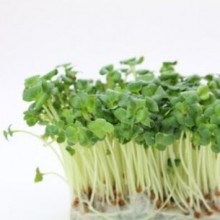 Дайкон  Бейсбол МЗ - ООО «Семена Тут»