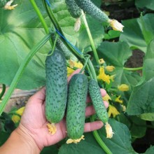 Огурец Ягуар F1 - ООО «Семена Тут»