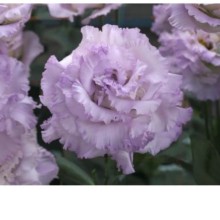 Эустома Корелли СУ 1 Лавендер Айс [50 драже] - ООО «Семена Тут»