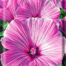 Лаватера Сильвер Кап - ООО «Семена Тут»