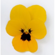 img-1: Виола рогатая Флорал Пауэр F1 Еллоу Блотч [1000 шт] - ООО «Семена Тут»