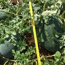 Арбуз Ред Гарнет F1 - ООО «Семена Тут»