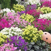 Линария Фантазиста Микс [100 драже] - ООО «Семена Тут»