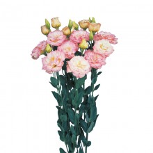 Эустома Эхо 1 Шампань [100 драже] - ООО «Семена Тут»