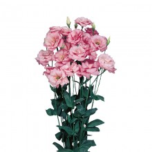 Эустома Эхо 1 Пинк [1000 драже] - ООО «Семена Тут»