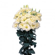 Эустома Эхо 1 Еллоу [100 драже] - ООО «Семена Тут»